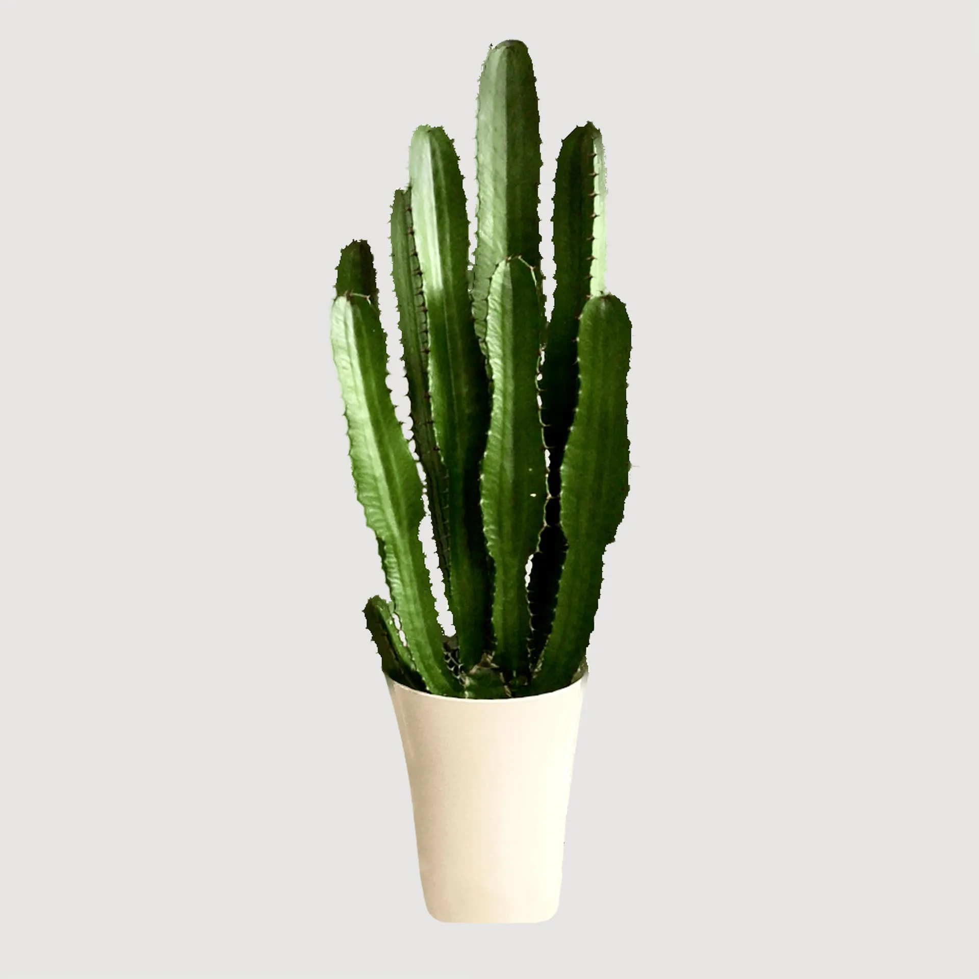 ユーフォルビア